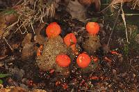 Calostoma cinnabarinum image