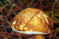 Austroboletus gracilis image