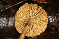 Lepiota trichroma image