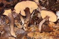 Cantharellus atrolilacinus image