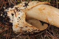 Amanita pachycolea image