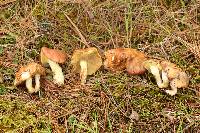 Suillus brevipes image