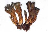 Ramaria cyanocephala image