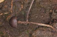 Psilocybe neoxalapensis image