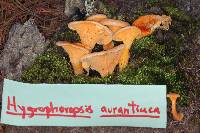 Hygrophoropsis aurantiaca image