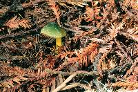 Hygrocybe psittacina var. psittacina image