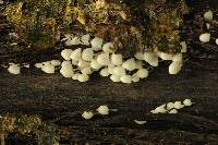 Coprinellus disseminatus image