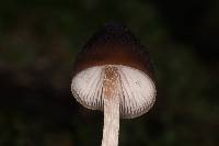 Psilocybe neoxalapensis image
