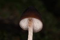 Psilocybe neoxalapensis image