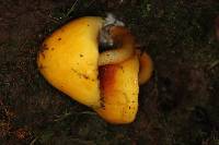 Pulveroboletus curtisii image