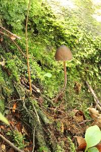 Psilocybe neoxalapensis image