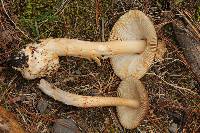 Amanita pachycolea image