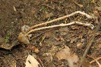 Psilocybe neoxalapensis image