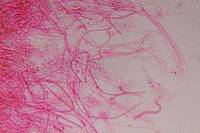 Psilocybe neoxalapensis image