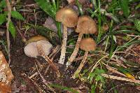 Psilocybe zapotecorum image