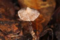 Cortinarius acutus image