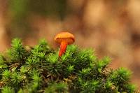 Phylloporus aurantiacus image