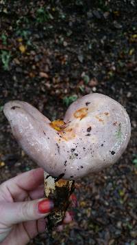 Lactarius argillaceifolius var. megacarpus image