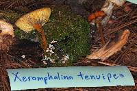 Xeromphalina tenuipes image