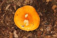 Amanita flavoconia image