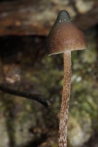 Psilocybe neoxalapensis image