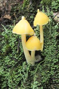 Entoloma murrayi image