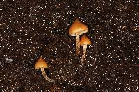 Psilocybe yungensis image