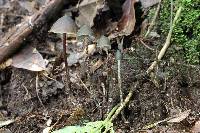 Psilocybe neoxalapensis image