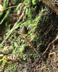 Psilocybe neoxalapensis image