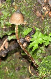 Psilocybe fagicola image