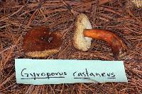 Austroboletus gracilis image