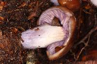 Cortinarius vanduzerensis image