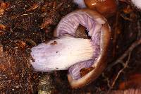 Cortinarius vanduzerensis image