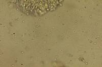 Floccularia luteovirens image