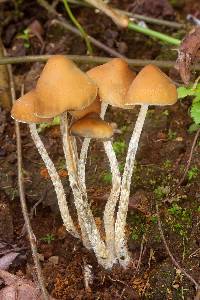 Psilocybe zapotecorum image