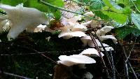 Pleurotus ostreatus image