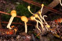 Ophiocordyceps sphecocephala image