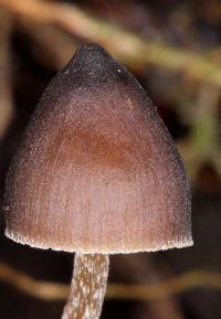 Psilocybe neoxalapensis image