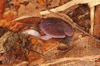 Cortinarius anomalus image