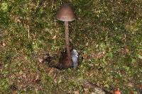 Psilocybe neoxalapensis image