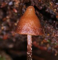 Psilocybe heimii image