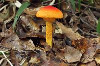 Amanita laurae image