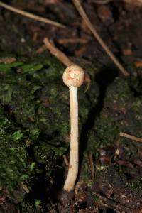 Ophiocordyceps gracilioides image