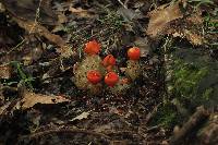 Calostoma cinnabarinum image