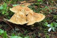 Leucopaxillus giganteus image