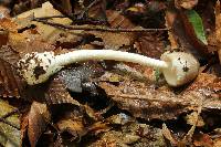 Amanita arocheae image