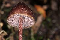 Psilocybe neoxalapensis image