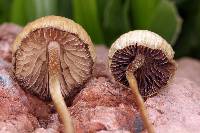 Psilocybe mexicana image