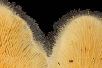 Pleurotus opuntiae image