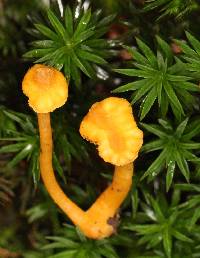 Cantharellus minor image